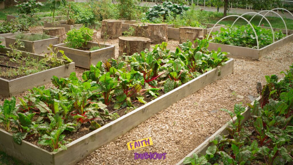 Community garden beds showing kale and other greens.